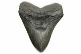 Fossil Megalodon Tooth - South Carolina #261172-1